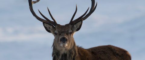 Deer Stalking at Ralia Estate